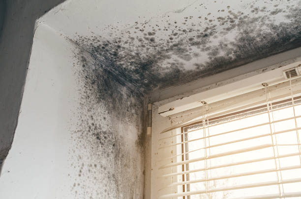 Affordable Mold Remediation solutions in Fairview, NC